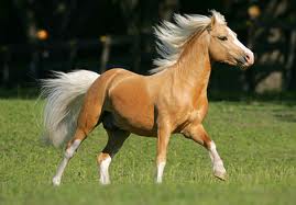 Welsch pony 6 