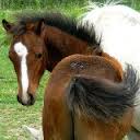Welsch pony 8 