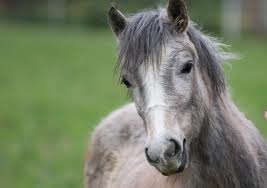 Welsch pony hlavní obrázek 