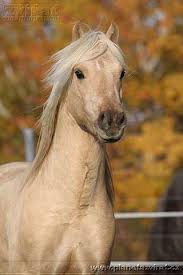 Weslch pony 9 