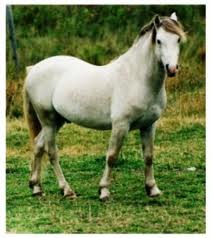 Welsch pony 10 