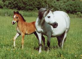 Welsch pony 