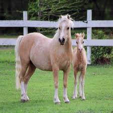 Welsch pony 2 