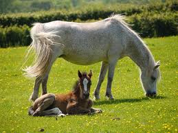 welsch pony 4