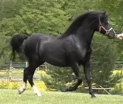 welsch pony 5 